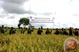 Prajurit TNI Balangan Lakukan Panen Padi Unggul