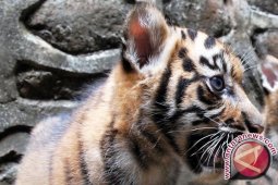 Warga Agam Temukan Anak Harimau