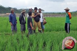 Bupati Merangin usulkan penyuluh pertanian jadi PNS