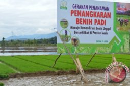 Abdya Kembangkan Penangkaran Padi Unggul