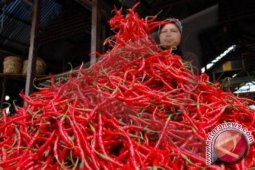 Harga cabai kembali turun di Jambi