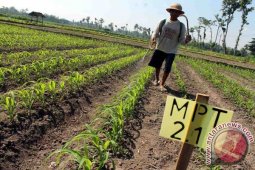 Uji Coba Jagung Varietas Unggul