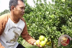 Warga Curup Tengah budidayakan tanaman jeruk brastagi