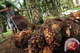 Harga CPO di Jambi Rp8.633 per kilogram