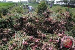 Kementan: Petani Harus Untung Jangan Hanya Pedagang