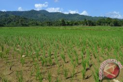 Hama penggerek batang resahkan petani di Aceh Utara