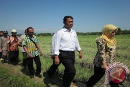 Mentan Panen Padi di Nganjuk