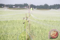 Target Swasembada Beras