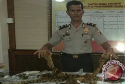 Polisi buru pemilik kulit harimau sumatera