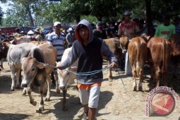 Dinas Peternakan Bojonegoro Akan Periksa Daging Sapi
