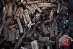 Kayu Jati Glondongan