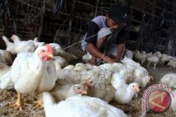Distanak Banten Imbau Peternak Waspadai Flu Burung