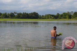 Ratusan Hektare Sawah Aceh Utara Terendam Banjir