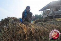 Nilai tukar petani Jambi naik 1,33 persen