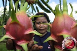 Enam alasan buah naga bagus untuk kesehatan