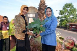 BIBIT POHON TIN