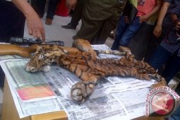 Berkas penjual kulit harimau dilimpahkan ke BKSDA