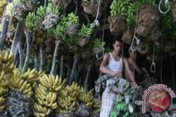 Harga Pisang di Denpasar Alami Lonjakan