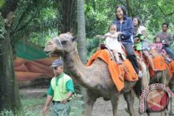 "Animal Show" di Kebun Binatang Surabaya Dikurangi