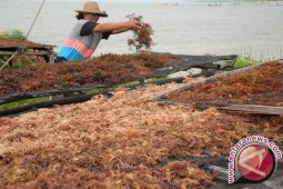 Indonesia produsen rumput laut "cottonii" terbesar dunia