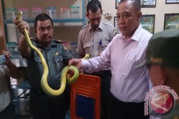 Bareskrim-BKSDA Selamatkan 32 Satwa Dilindungi Asal Papua