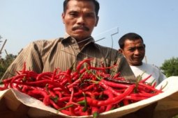Disperindag Banten Akan Pantau  Perkembangan Harga Cabai
