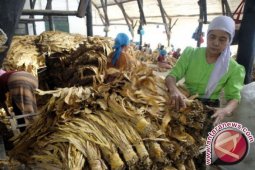 Dishutbun: Tanaman Tembakau Tertanam Bojonegoro 5.151 Hektare
