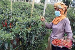 BI Kaltim pantau harga komoditas utama