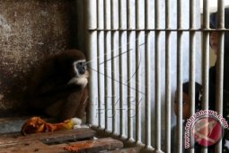 Populasi Siamang Terancam