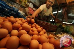 Stok Telur di Pangkalpinang Bertambah 398 Ton