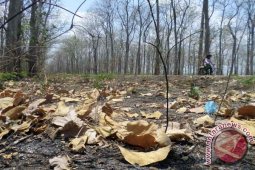Perhutani Bojonegoro Berencana Buka Ladang Penggembalaan