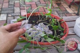 Mahasiswa UGM Kembangkan Pola Hidroponik di Muntok