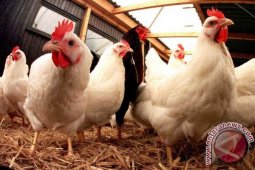 Saudi Larang Impor Unggas Dari Filipina-Laos Karena Flu Unggas