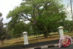 Sebulan Tidak Hujan Rumput Istana Bogor Kering
