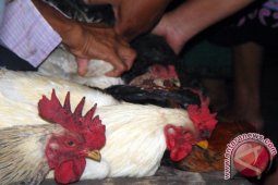 Permintaan Ayam Kampung Meningkat
