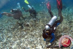 200 Penyelam Bersihkan Lokasi Penanaman Terumbu Karang