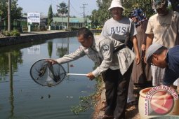 Pemkab Gandeng Swasta Kembangkan Ikan Betok