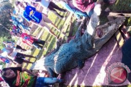 Serangan Buaya Kembali Terjadi di Kutai Timur