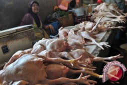 Harga Daging Ayam di Pangkalpinang Bertahan Tinggi
