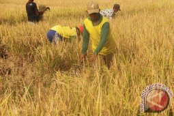 Produksi Padi Trenggalek Diprediksi Tembus 200 Ribu Ton