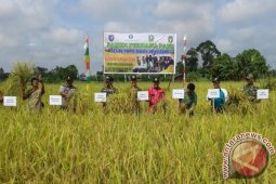 TNI - Petani Panen Padi 14 Ton/Ha di Sekayam