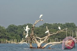 Bertengger di Hutan Mangrove