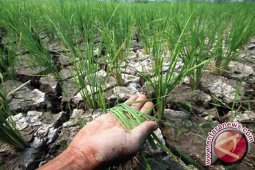368 hektare sawah di Jambi terancam puso