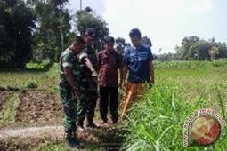 Produksi Pertanian di Pamekasan Terkendala Irigasi