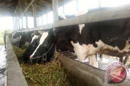 Sapi Bantuan Untuk Paser Berkembang 1.738 Ekor