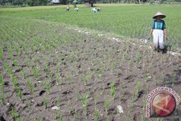 Banjir Rendam 100 Hektare Sawah di Mukomuko