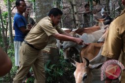 Disnak Aceh Besar Vaksin 5.000 Sapi
