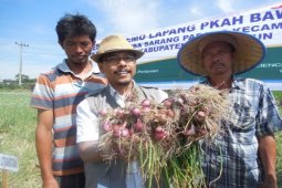 BPTP Sumut Siapkan Desa Penangkar Benih Bawang