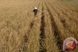 BNPB: 102 Kabupaten di Indonesia Alami Kekeringan