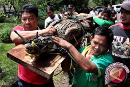 Tengah upacara adat, buaya serang warga